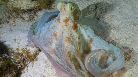 15 Fascinating Octopus Facts You Need to Know