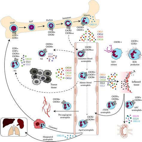 Frontiers Multiple Roles For Chemokines In Neutrophil Biology