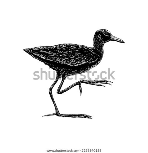 Northern Jacana Hand Drawing Vector Isolated Stock Vector Royalty Free