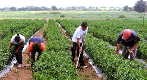 ¿qué Son Las Sociedades Rurales Registro Agrario Nacional Gobierno Gobmx