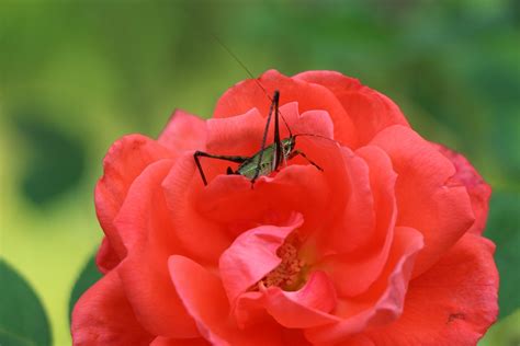 Gräshoppa Insekt Blomma Reste Gratis foto på Pixabay