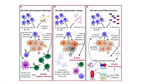 Combination Treatments Of Adoptive Nk Cells With Other Download