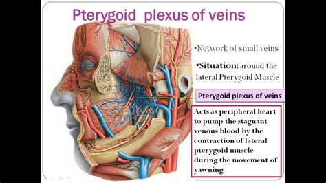 Pterygoid Plexus Of Veins Youtube