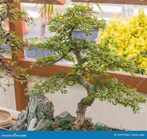 Bonsai Zelkova Tree Japanese Elm Stock Photo Image Of Zelkova Nature