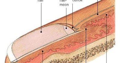 Splitting fingernails vitamin deficiency - Awesome Nail