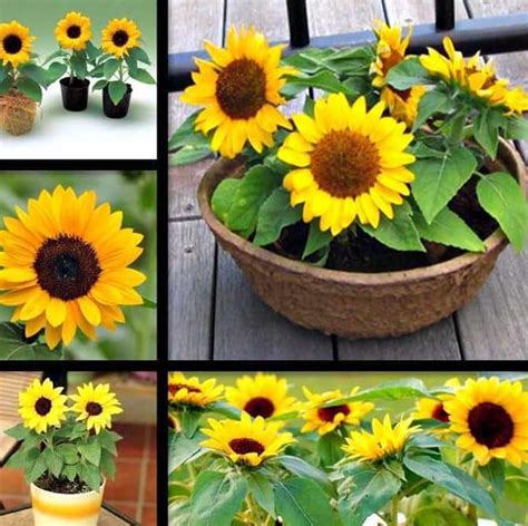 Cultivando Girasoles En Maceta Pasos Sencillos Para Plantar Y Cuidar