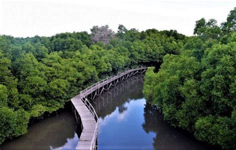 Wisata Alam Danau Air Asin Dan Hutan Mangrove Gili Meno Indonesia