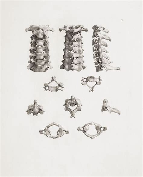 Cervical Spine Copper Engraving From Tabulae Ossium Humanorum Table Of