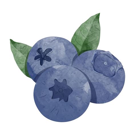 Premium Vector Blueberry Design Elements Watercolour Style Vector