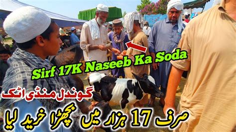 K Ma Naseeb Ka Soda Gondal Mandi Attock Latest Update July