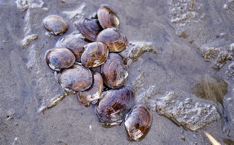 Oregon Clam Season Hanny Muffin