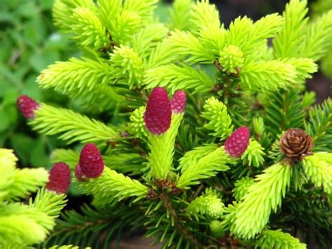 Dwarf Conifers and Alpines | Palmiters Garden Nursery