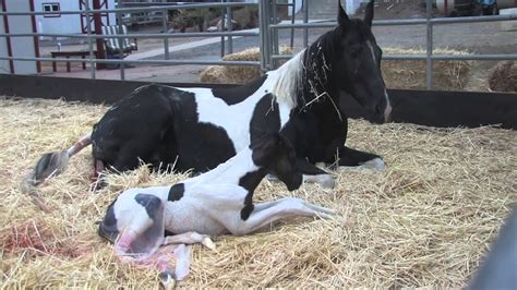Mare Giving Birth Youtube