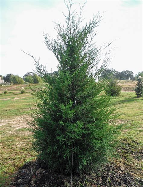 Eastern Red Cedar: Enhance Your Landscape and Privacy