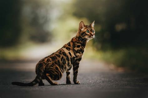 Bengal Katt Fakta Bilder Och Information Allt Om Katten