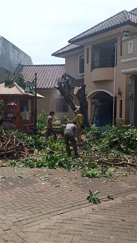 Jasa Tebang Pohon Jakarta Jasa Potong Pohon Jakarta Dan Sekitarnya Jasa