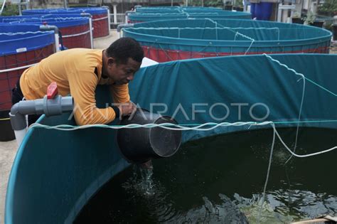 Budidaya Ikan Lele Dengan Sistem Bioflok Antara Foto