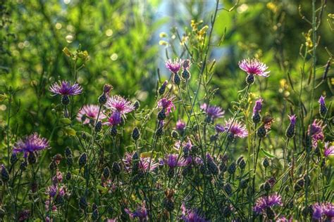 Thistle Flowers Field Free Photo On Pixabay Pixabay