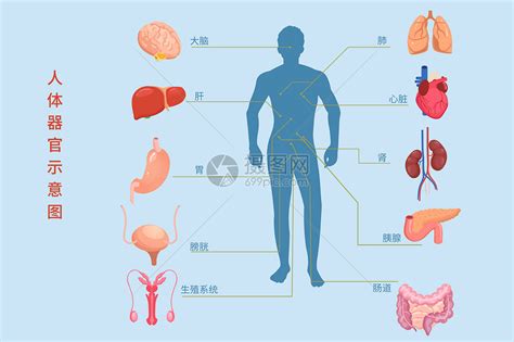 医疗健康人体内脏组织器官示意图矢量插图插画图片下载 正版图片401792763 摄图网