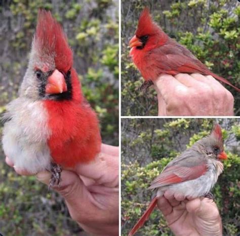 Northern Cardinal With Bilateral Gynandromorphism One Half Is Male The Other Half Is Female