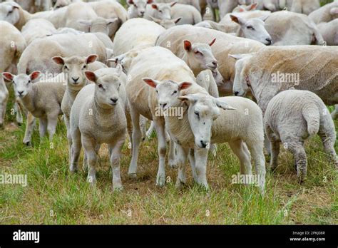 Charollais Sheep Ewes Sheep Domestic Hi Res Stock Photography And