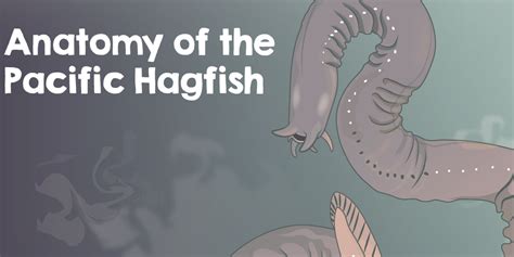 Hagfish Labeled