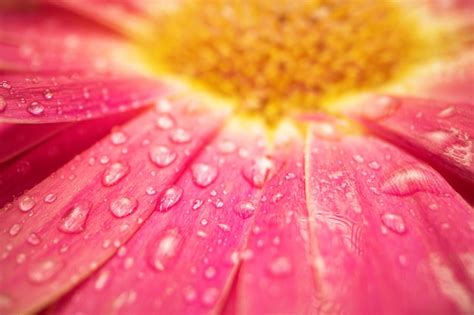 Flor De Gerbera Margarita Rosa Con Gotas De Agua Foto Premium