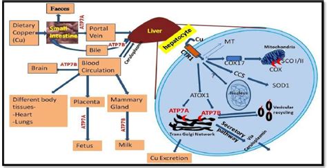 Schematric Diagram Of Copper Transport In Body And Hepatocytes