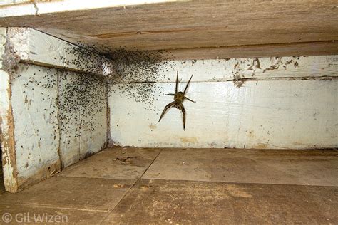 Wildlife Photographer Of The Year Qanda The Spider Room Urban Wildlife