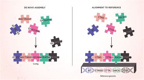 Infographic The Sequencing And Assembly Of The Human Genome Tech