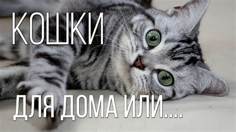 Самые красивые и любимые породы кошек | Интересные факты про кошек ...
