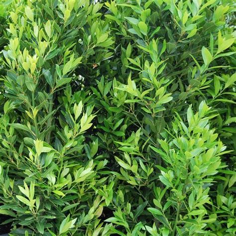 Laurus Nobilis Miles Choice Warners Nurseries