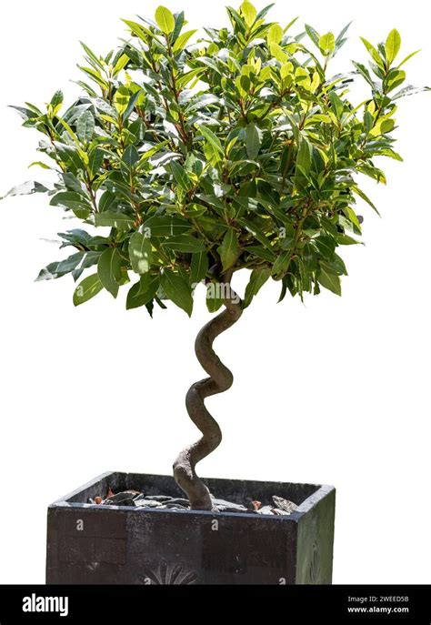 Specimen Ornamental Bay Tree With A Twisted Stem Stock Photo Alamy