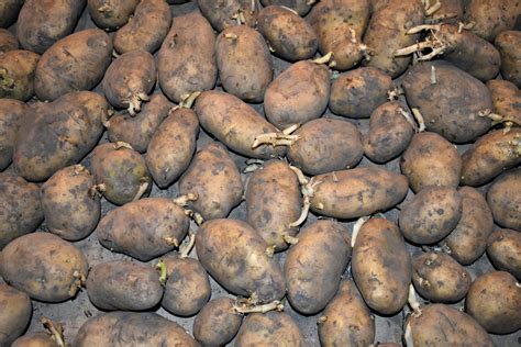 Kennebec Seed Potatoes Certified Non Gmo Potato Plant Tuber Spud Seedling