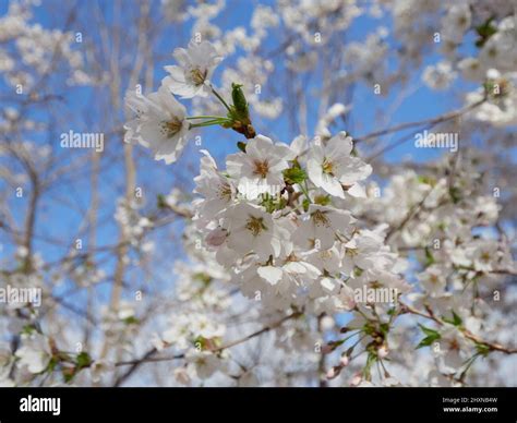 Cherry Blossom Season In South Korea Stock Photo Alamy