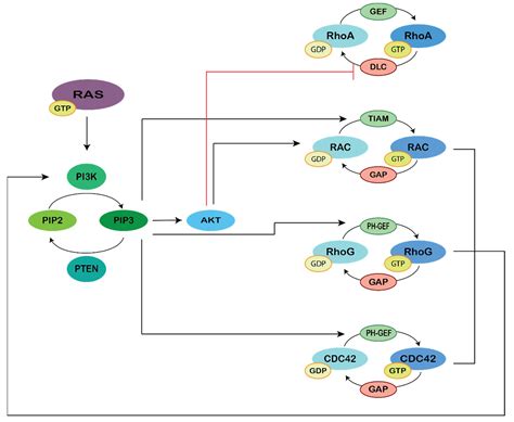 Genes Free Full Text The Crossroads Between RAS And RHO Signaling