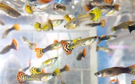 Guppies are Breeding Too Much - What Should You Do? - GuppyMaster