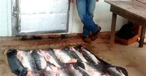 G Fiscais Flagram Mais De Kg De Pescado Ilegal Em Resid Ncia Em