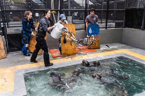 Volunteer | The Marine Mammal Center