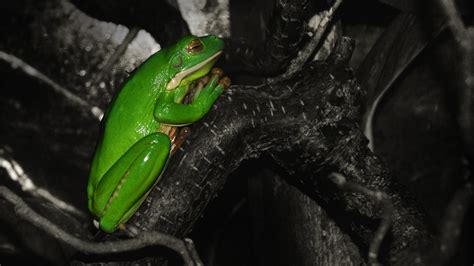 Animal White Lipped Tree Frog Hd Wallpaper