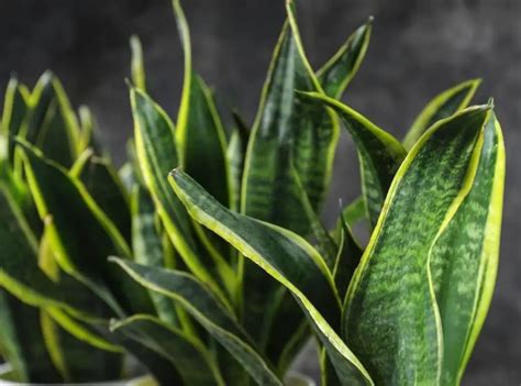 Why Are My Snake Plant Leaves Curling Useful Reasons Succulent Thrive