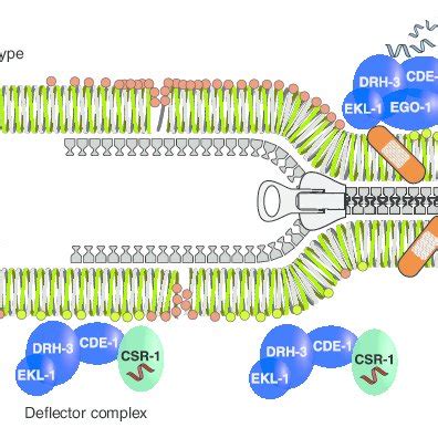 Small Rna Mediated Regulation Of Centromeric Chromatin The