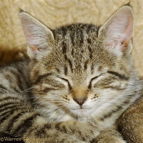 Sleepy Tabby Kitten Photo Wp10936