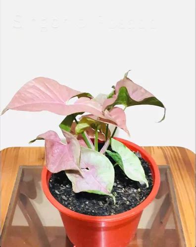 Hermosa Planta Singonio Rosado Fotos Reales Cuotas Sin Inter S