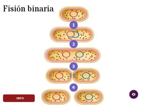 Fisión binaria