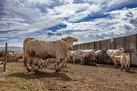 Cute Charolais cow stock photo. Image of dairy, farmer - 259348970