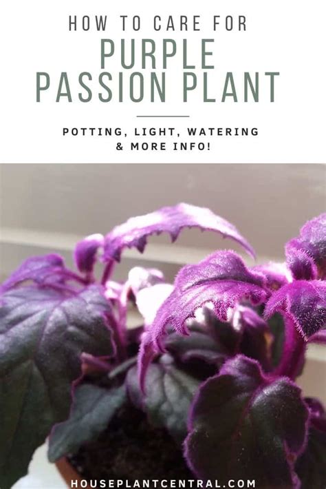 Purple Passion Vine Grow And Care Tips