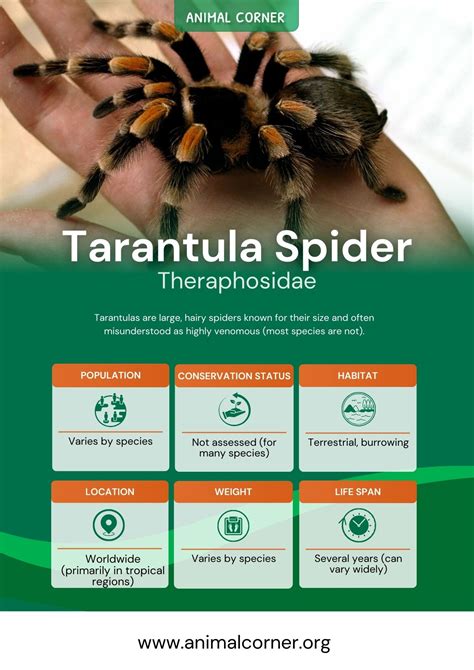 Tarantula Spider Facts Bite And Habitat Information