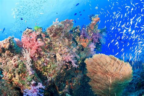 Scuba Diving in Anemone Reef | Phuket Dive Center