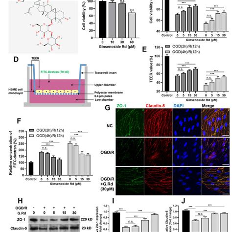 Ginsenoside Rd Attenuates The Ogd R Induced Damage Of Blood Brain